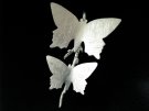 " Silver Fjärilar" brosch ristat